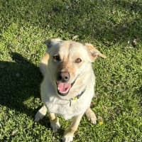 Photo of Koa