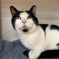 Photo of Pancake