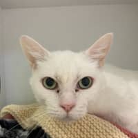 Photo of Stitch