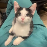 Photo of Puffin