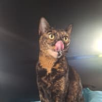 Photo of Tilly