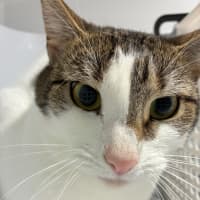Photo of Bunny
