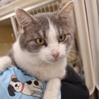 Photo of Chatterbox Aka "Chatty"