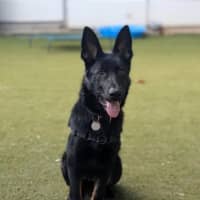 Photo of Bramble