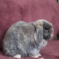 Photo of Sparkles Fonzie 