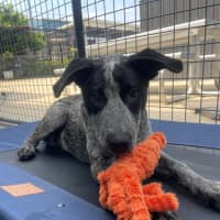 Photo of D1216 Panda