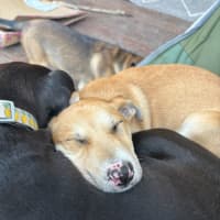 Photo of Oaties 