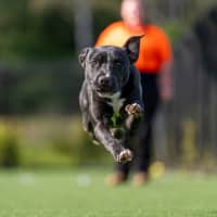 Photo of Baz Imp 962