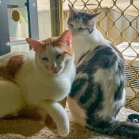 Photo of Yoko Karuma & Luvvy