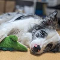 Photo of Nellie 
