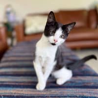 Photo of Aj   Located In Eltham