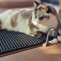 Photo of Miss Marbles