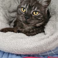 Photo of Pretty Woman