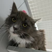 Photo of Shandy
