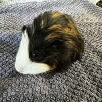 Photo of Hot Chocolate*