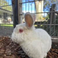 Photo of Coco