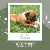 Photo of Bella