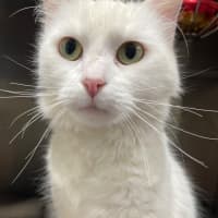 Photo of Marshmallow