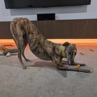 Photo of Roz, The Cat Friendly Greyhound