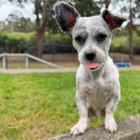 Photo of Moppy