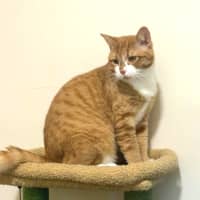 Photo of Ginger Meggs