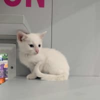 Photo of Chicken Loaf