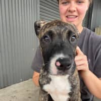 Photo of Reba   3 Month Old Staffy X (On Trial)