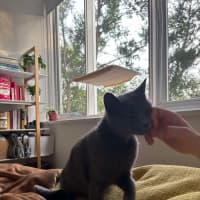 Photo of Sarabi 🩷