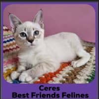 Photo of Ceres 