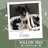 Photo of Fergie