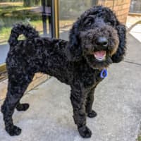 Photo of Dasha   6 Month Old Poodle (Trial)