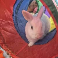 Photo of Basil (W Olive)