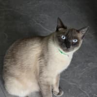 Photo of Rastus