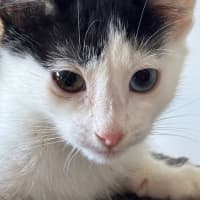 Photo of Kiwi Meet Me@Petstock Mornington Nepean Hwy 