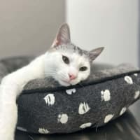 Photo of Neon   In Foster Care In Preston