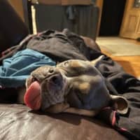 Photo of Nala   1.5 Year Old Bulldog X