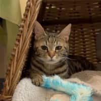 Photo of Honey