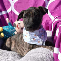 Photo of Cora