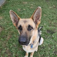 Photo of Luna