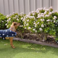 Photo of Gracie   2 Year Old Mixed Breed