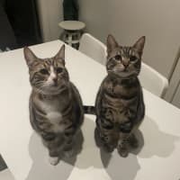 Photo of Little Miss & Yoyo