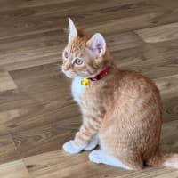 Photo of Comet