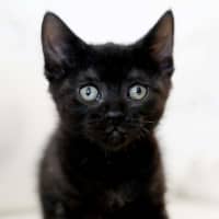 Photo of Coco