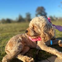 Photo of Bessie