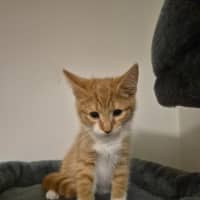 Photo of Simba
