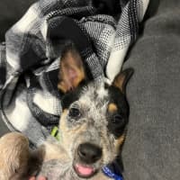 Photo of Dixie   13 Week Old Cattle Dog