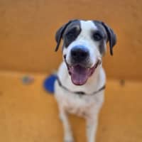 Photo of Buddy