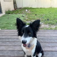 Photo of Bella   7 Month Old Border Collie (Trial)