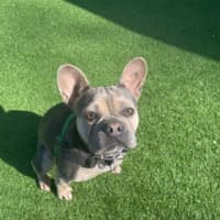 Photo of Coco
