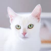 Photo of Snowball